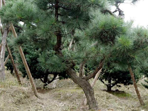 造型黑松樹哪里便宜？哪家的質(zhì)量好？