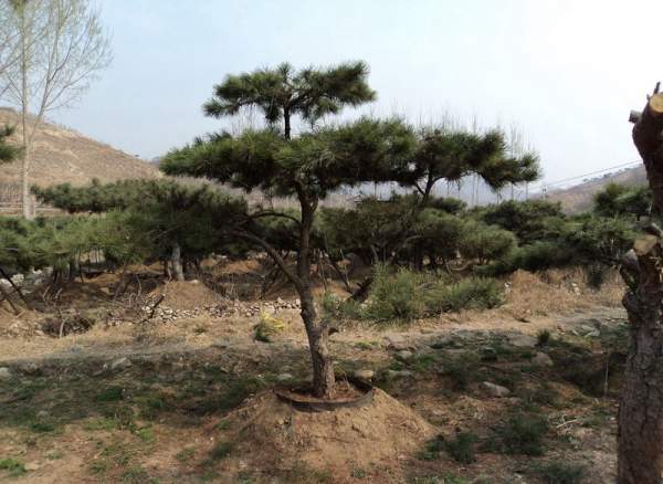 造型黑松樹哪里便宜？哪家的質(zhì)量好？