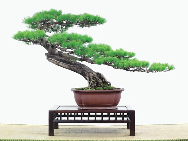 有著百變造型之王的五針?biāo)墒窃鯓訜挸傻?/><br/></div><p><strong>(1）取、審材</strong><br/>我國引種栽培五針?biāo)桑捎诮Y(jié)實(shí)少，且多發(fā)育不良，種粒<a href='http://mails.ab737.cn/huahaijianshe/138890.html' target='_blank'>發(fā)芽率</a>低，故多采用嫁接法繁殖。<br/>盆栽五針?biāo)?，是制作五針?biāo)膳杈暗闹饕牧?。它的根爪，可否顯露，樁干有無彎度，哪些地方突出好看，都要仔細(xì)審視一番。通過審材，找出好觀賞面。五針?biāo)捎^賞價(jià)值高低，在于姿色的奇妙與否。通過審材，進(jìn)行藝術(shù)取舍，決定部分根、枝、干、針葉的去留。<br/><strong>(2）上盆</strong><br/>①選盆：五針?biāo)勺藨B(tài)清秀古雅、翠葉蔥籠，宜用外型古雅，色澤深沉的紫砂陶盆。懸崖式用中深圓形盆或正方盆；斜干式、直干式則用長方形盆或橢圓盆；曲干式用稍深的馬槽盆；合栽式用較淺長方形盆，其大小可視樹形而選定。<br/>②用土：栽植五針?biāo)傻呐柰烈擞觅|(zhì)地疏松、肥沃的微酸性土，按輕壤60%，砂土3o%a與腐殖土to％的比例以及腐熟餅肥1份混合使用，PH值5-6最宜。<br/>③栽植：五針?biāo)缮吓柙灾惨源杭拘氯~吐芽前3月左右最好，也可在秋季新枝成長后8月中旬至9月進(jìn)行。上盆前修剪傷根、爛根，剪短粗根，在剪口上涂蠟，以防松脂外流。栽時(shí)盆土要稍干，盆底墊一層碎瓦片及粗砂之類，以利排水透氣。<br/>④造型與布局：五針?biāo)芍l自然形成層片，層次分明，線條清晰；生長緩慢，枝干上無不定芽萌發(fā)，因此不耐修剪。粗枝不易屈曲，蟠扎造型必須從幼齡樹開始，五針?biāo)稍煨蛻?yīng)以吊扎為主，結(jié)合修剪，作為基本方法。<br/>制作五針?biāo)膳杈埃推渌?盆栽五針?biāo)?，是制作五針?biāo)膳杈暗闹饕牧稀Ｋ母?，可否顯露，樁干有無彎度，哪些地方突出好看，都要仔細(xì)審視一番。通過審材，找出好觀賞面。五針?biāo)捎^賞價(jià)值高低，在于姿色的奇妙與否。通過審材，進(jìn)行藝術(shù)取舍，決定部分根、枝、干、針葉的去留。<br/><br/><strong>制作五針?biāo)膳杈?，和其它盆景一樣，要注重盆面的布局，要講究自然，給人以舒適的美感。</strong><br/>盆面布局，應(yīng)有疏有密，或“疏能走馬”，或“密不通風(fēng)”。要突出主體，在一盆中，合栽幾株五針?biāo)?，要突出主體，其余則為烘托與陪襯。<br/>盆面布局，要講究層次，這在盆中表現(xiàn)為粗細(xì)、大小的對比。細(xì)到一枝一根上下功夫，使之形象生動(dòng)，景中有景。樹樁的枝干、針片，各占盆面多少位置，樹、石、亭、橋、屋宇、人物小品等配件的大小，要精心安排，恰到好處，突出盆景主題。總之充分運(yùn)用藝術(shù)造型和造景手法以提高盆景的整體藝術(shù)美。<br/><br/></p><div align=