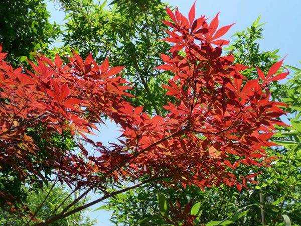 紅楓作衫，白楊為裙，美的傾國傾城！