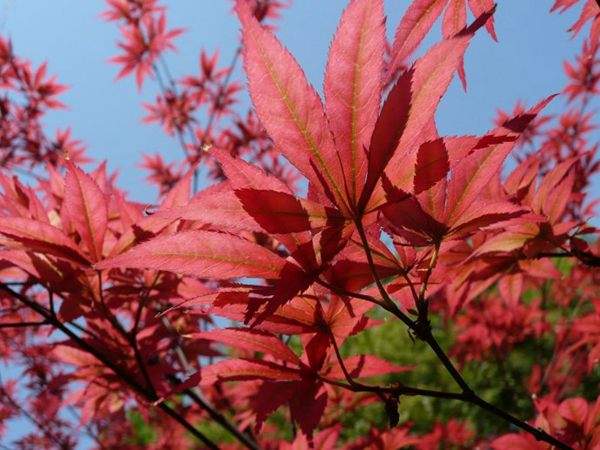 紅楓作衫，白楊為裙，美的傾國傾城！