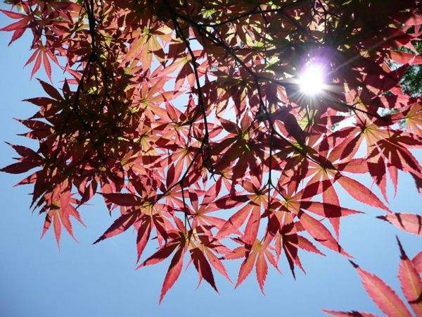 紅楓作衫，白楊為裙，美的傾國傾城！