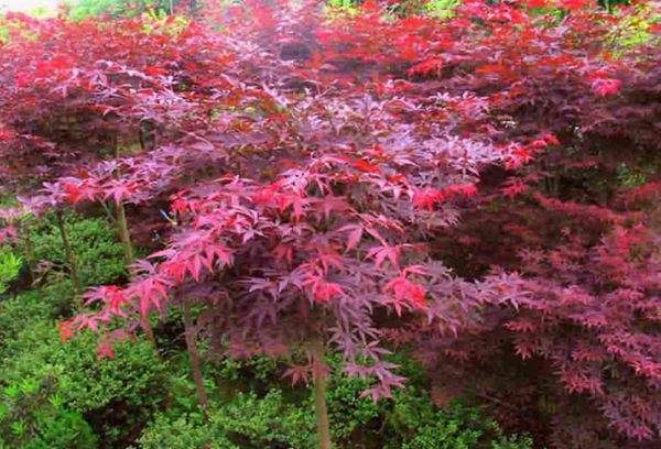 紅楓作衫，白楊為裙，美的傾國傾城！