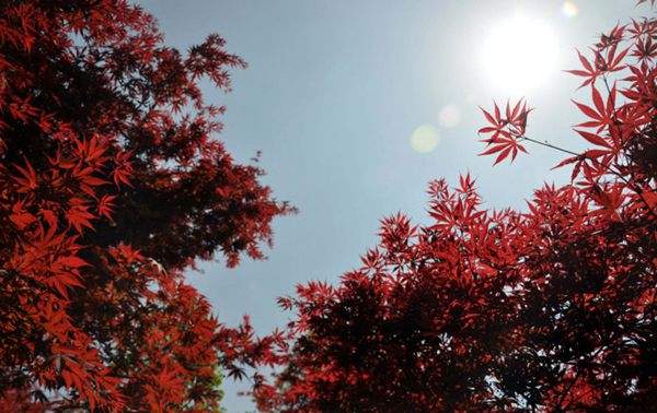 紅楓作衫，白楊為裙，美的傾國傾城！