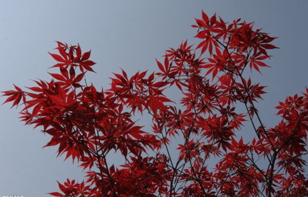 紅楓作衫，白楊為裙，美的傾國傾城！