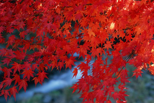 紅楓作衫，白楊為裙，美的傾國傾城！
