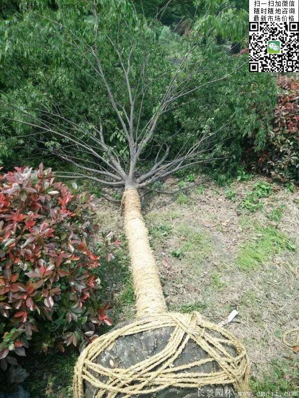 大規(guī)格櫸樹(shù) 大規(guī)格櫸樹(shù)