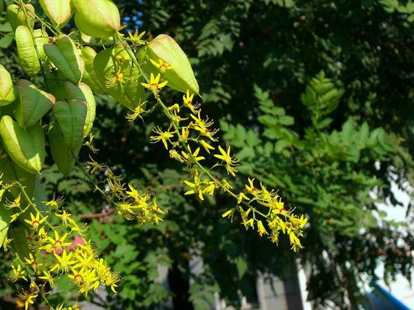 欒樹(shù)花 欒樹(shù)花