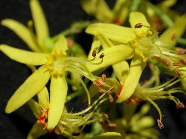 欒樹(shù)花 欒樹(shù)花