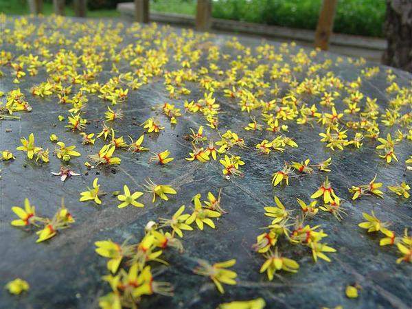 欒樹(shù)花 欒樹(shù)花