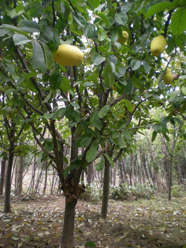 沭陽(yáng)的木瓜樹 沭陽(yáng)的木瓜樹