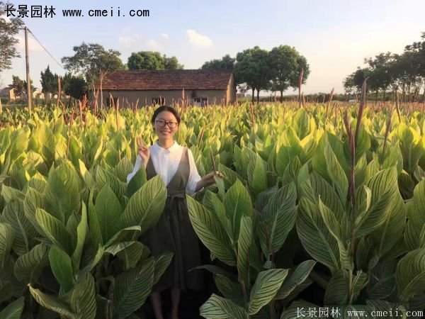 低價格，高質(zhì)量的美人蕉