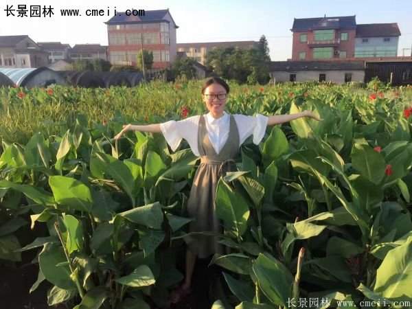 低價格，高質(zhì)量的美人蕉