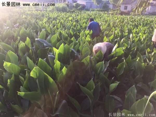 低價格，高質(zhì)量的美人蕉