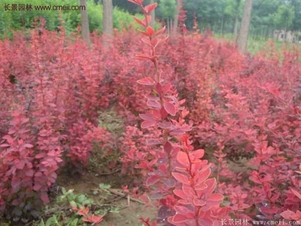 沭陽基地的紅葉小檗苗、紅葉小檗球