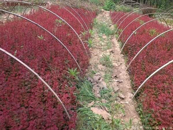 沭陽基地的紅葉小檗苗、紅葉小檗球