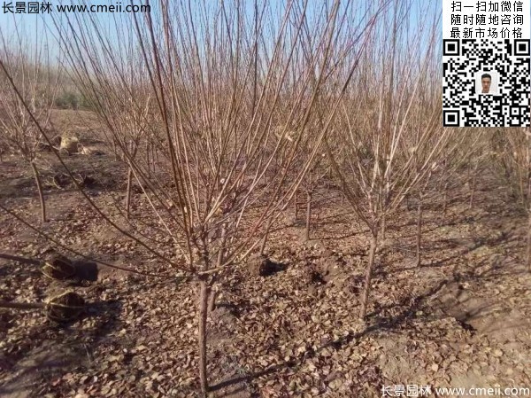 地徑5-7公分紅梅，數(shù)量7000棵左右