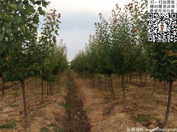 地徑5-7公分紅梅，數(shù)量7000棵左右