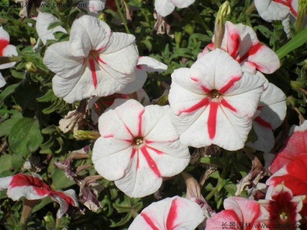 牽?；ǚN子發(fā)芽出苗開花圖片