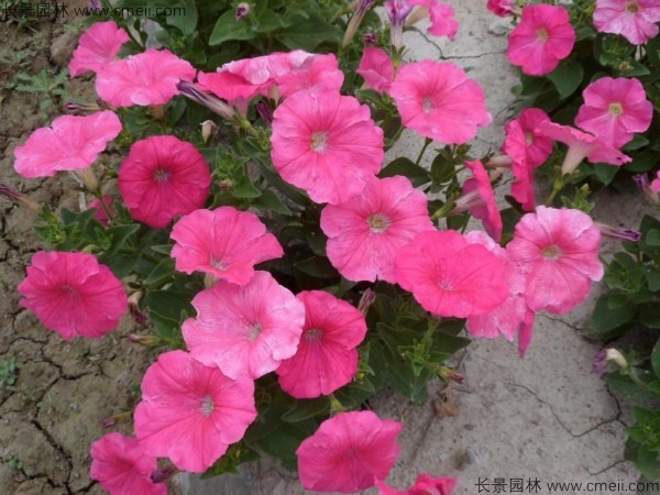 牽?；ǚN子發(fā)芽出苗開花圖片