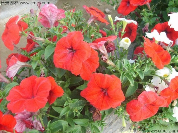 牽?；ǚN子發(fā)芽出苗開花圖片