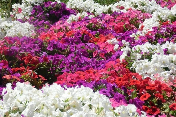 牽?；ǚN子發(fā)芽出苗開花圖片