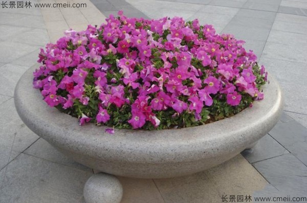 牽?；ǚN子發(fā)芽出苗開花圖片