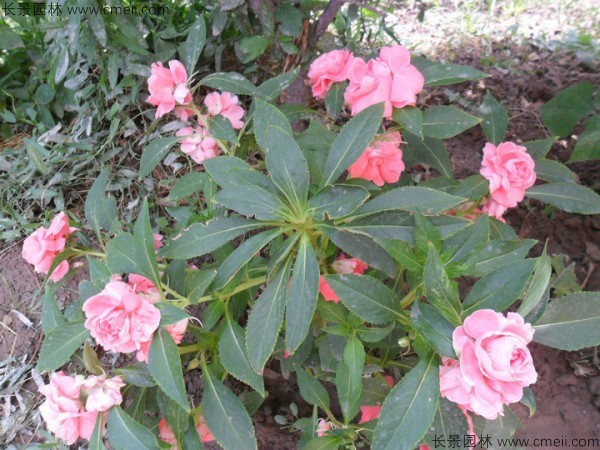指甲花種子發(fā)芽出苗開(kāi)花圖片