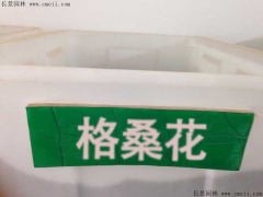 格?；ǚN子