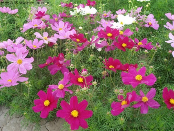 格?；ǚN子發(fā)芽出苗開花圖片