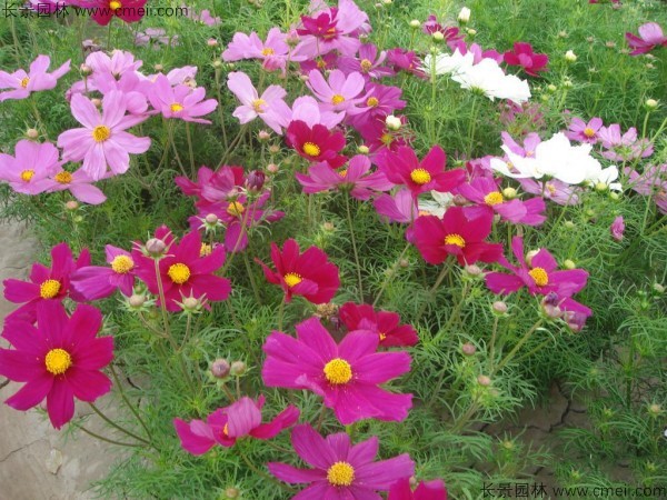 格?；ǚN子發(fā)芽出苗開花圖片