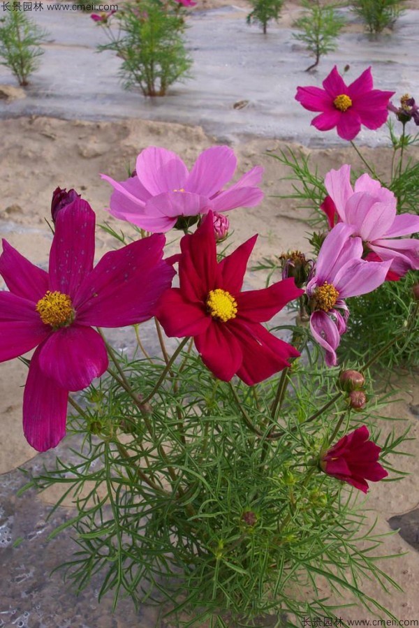 格?；ǚN子發(fā)芽出苗開花圖片