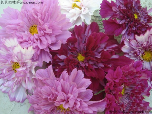 格?；ǚN子發(fā)芽出苗開花圖片