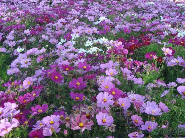 格?；ǚN子發(fā)芽出苗開花圖片
