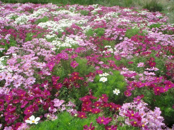 格?；ǚN子發(fā)芽出苗開花圖片