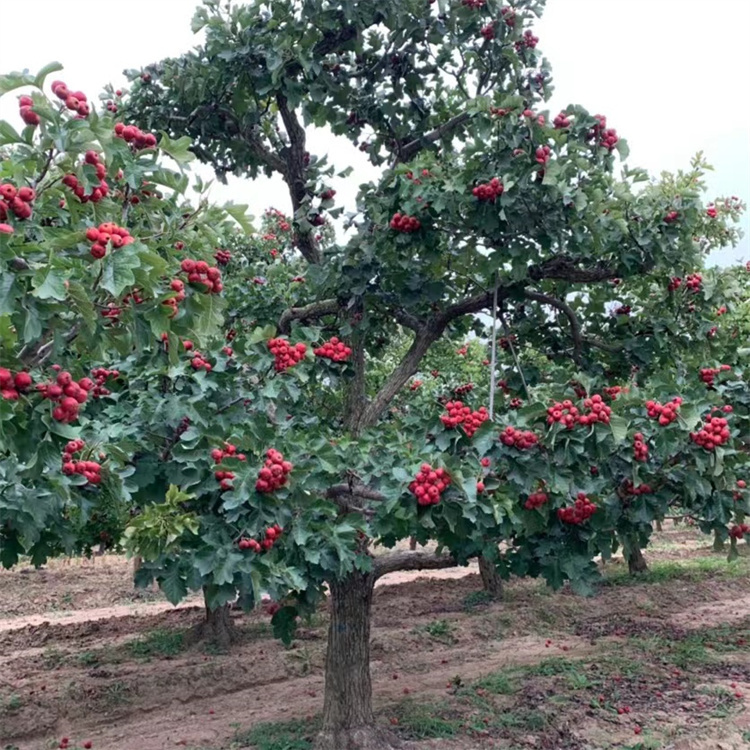 山楂樹秋天紅果結果的樣子 山楂樹秋天紅果結果的樣子