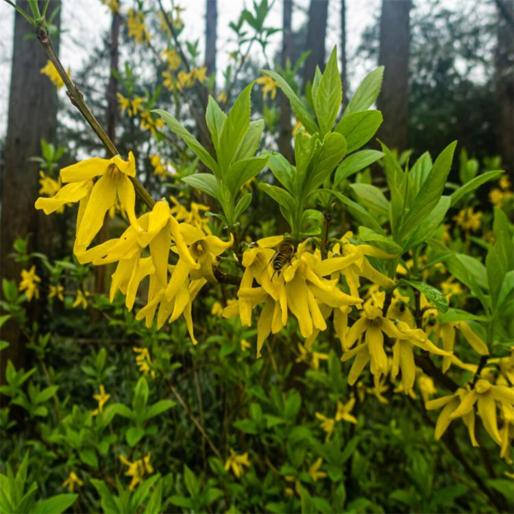 金鐘花春天開(kāi)花的樣子 金鐘花春天開(kāi)花的樣子
